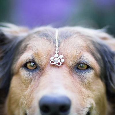 Personlig Halsband med Djurfoto